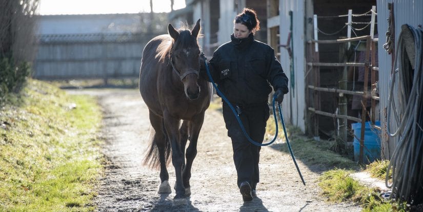 person walking with horse outside