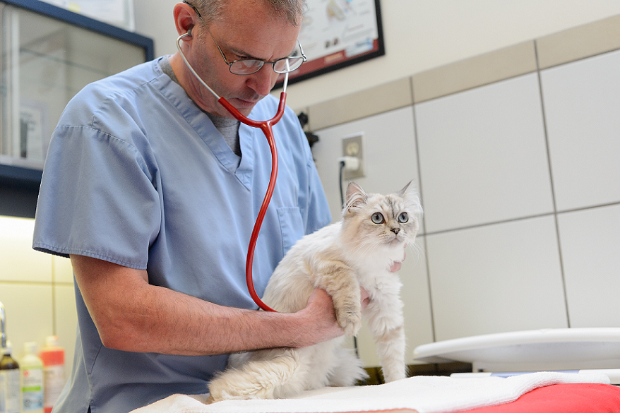 BC SPCA animal welfare resources for professionals