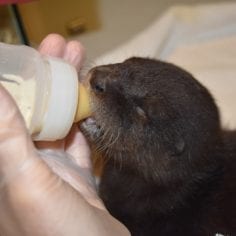 Orphan Otter Rescue