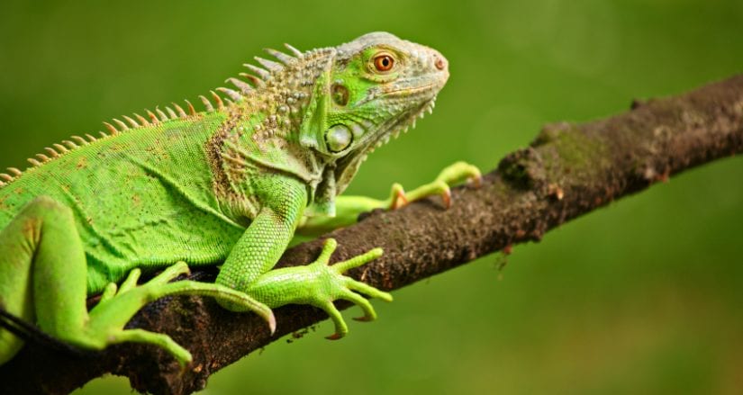 outdoor exotic pets