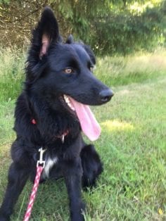 belgian shepherd border collie mix