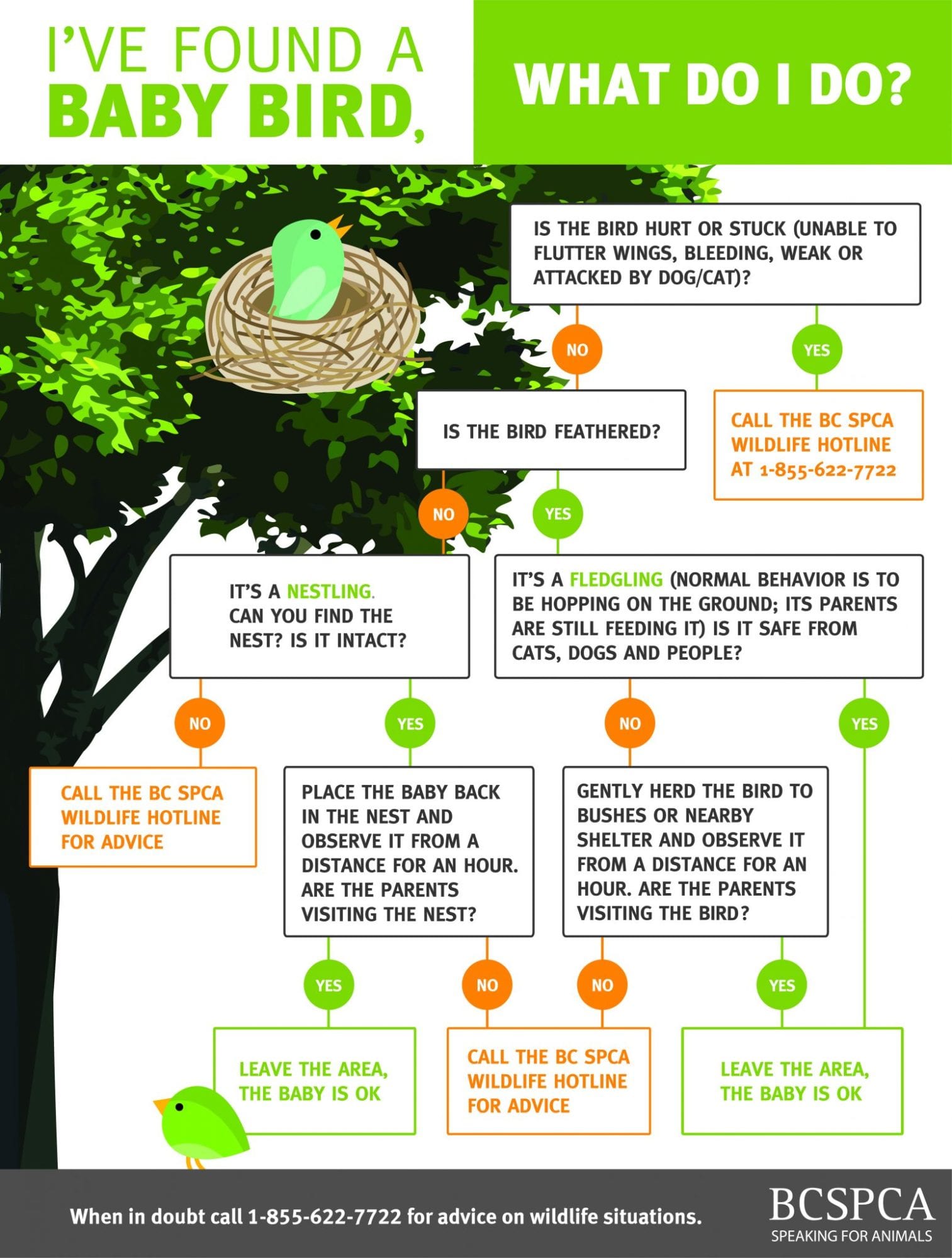 What should you do if you find a baby bird out of its nest?