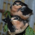 Barn Swallows in a tree