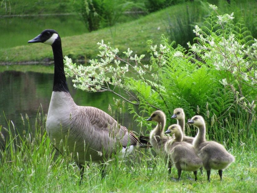 Wild canada goose with four cute goslings by water on the grass