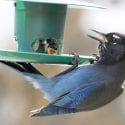 Wild stellar jay bird hanging off a bird feeder eating seeds