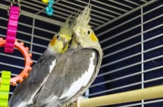 Two cockatiel birds in cage looking back to camera