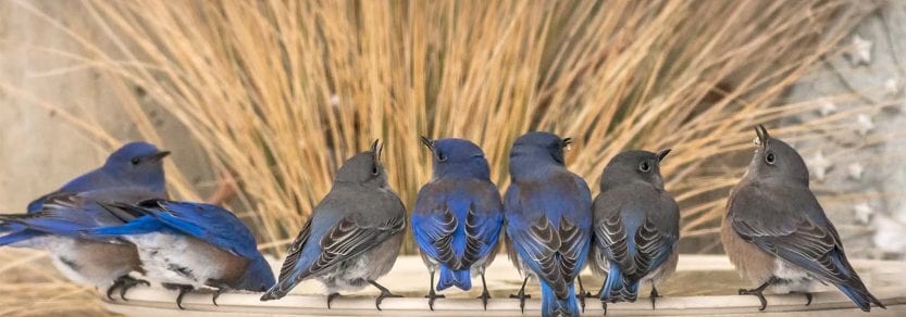 Group of wild western bluebirds sitting on edge of bird fountain eating and drinking