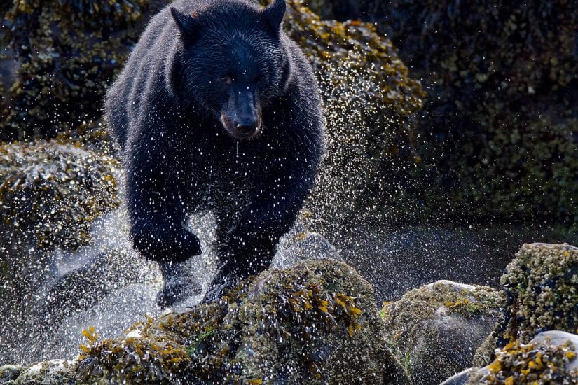 Black Bear in water photo by Melanie Leeson