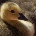 Canada Goose gosling