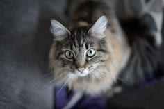 Fluffy cute cat looking up into the camera lens