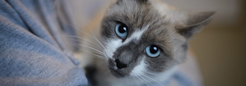 Eye contact shot of cat being held looking up with big blue eyes