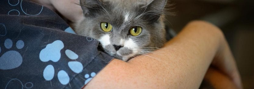 Cat being held by girl being kissed on the head