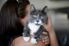 Cat being held looking curious over girls shoulder