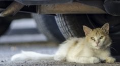 Feral cat outdoors lying on pavement underneath car