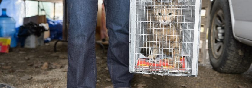 Caged rescued feral stray cat