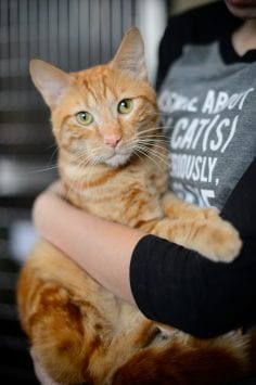 Wide eye contact shot of ginger coloured cat being held by person