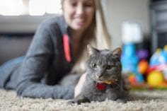 Grey cat relaxing on carpet wearing collar and id being pet by a woman