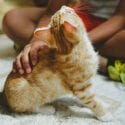 Young cat being pet by kids