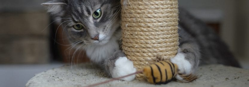 Cat using scratching post and playing with a mouse toy