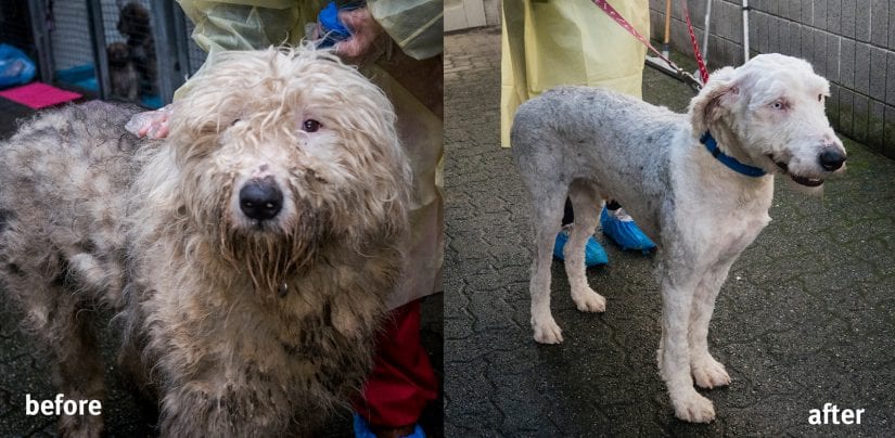 Dog from puppy mill cruelty before and after