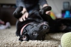 A happy smiling black lab dog lying indoors on a carpet on his back being given a belly rub