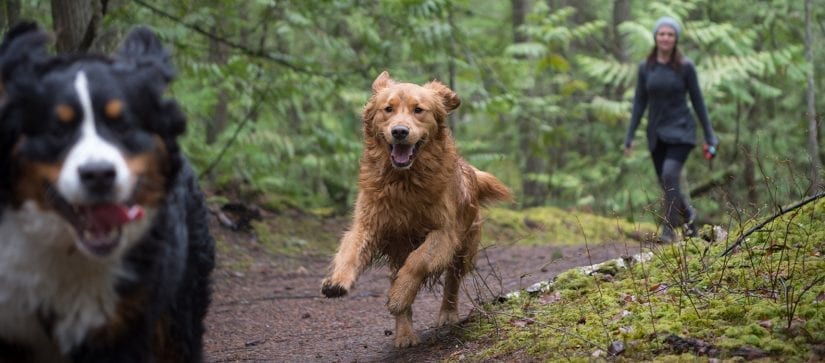 Two happy dogs running through a forest trail with a person behind them