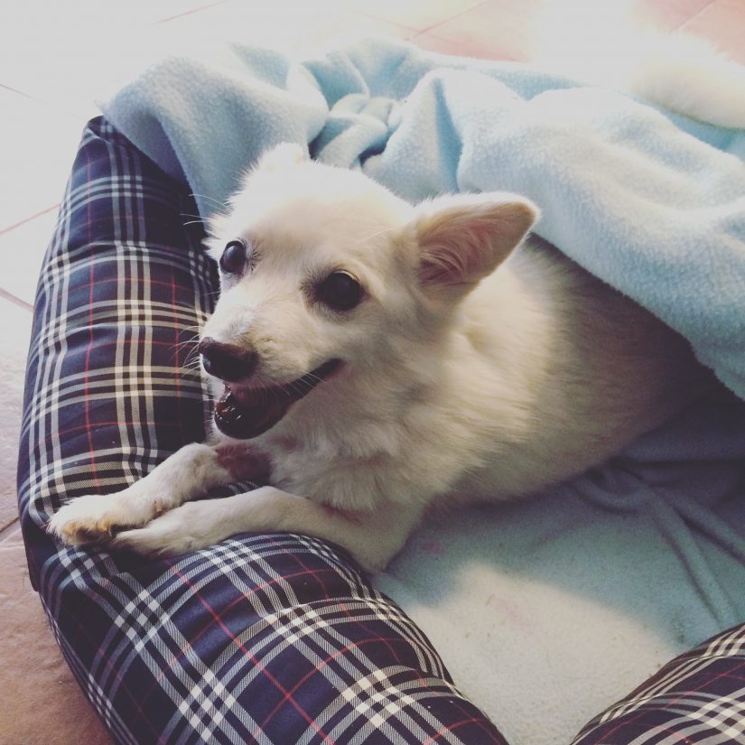 Happy smiling dog lying under blankets in a dog bed