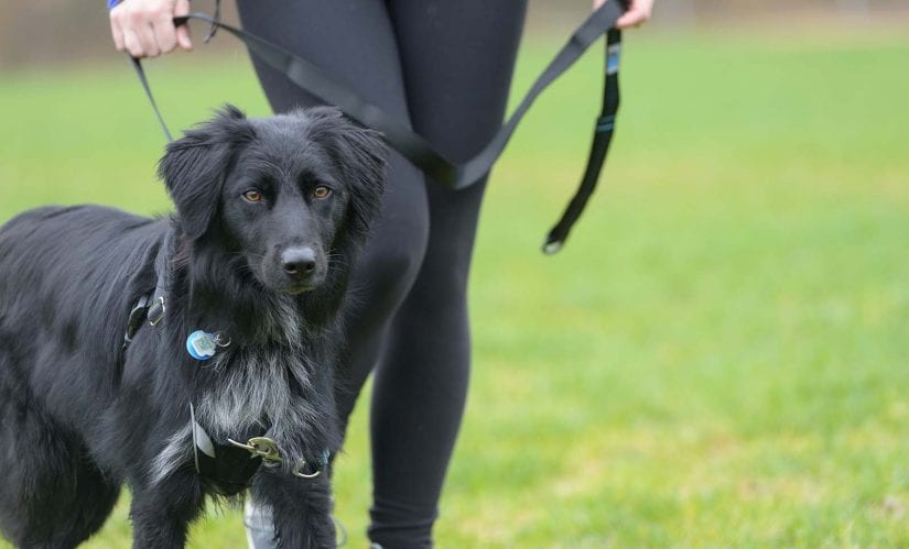 How to prevent a dog outlet from pulling on leash