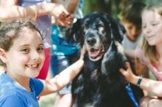 Dog outdoors being pet by a group of kids