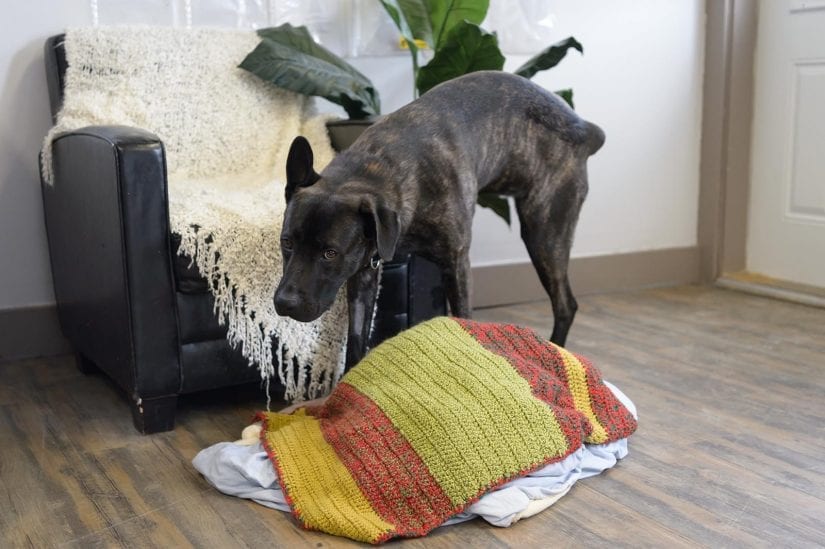 Dog indoors getting caught peeing on leather chair