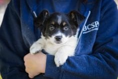 Cute puppy dog being held by person with paws over arm