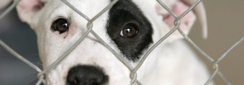 Puppy dog looking sad behind a gate cage