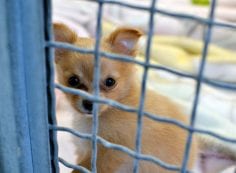 Sad puppy in cage