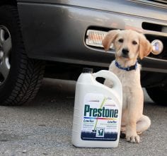 is propylene glycol dangerous for dogs