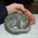 Eastern Grey Squirrel curled up in cupped hand