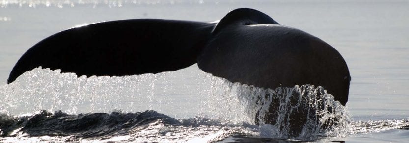 Wild humpback whale with tail out of water