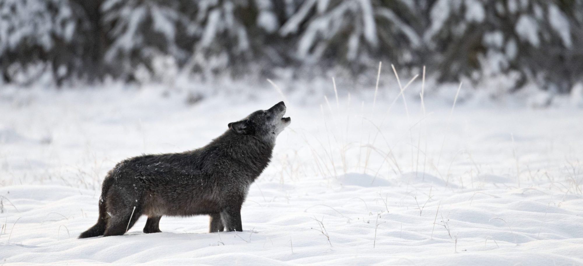 Wild store wolf dog