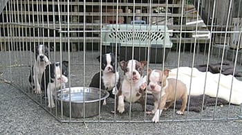 Can you say cute Cowichan SPCA busy with Boston terrier puppies