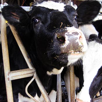 Animal cruelty charges laid in dairy cattle abuse case - BC SPCA