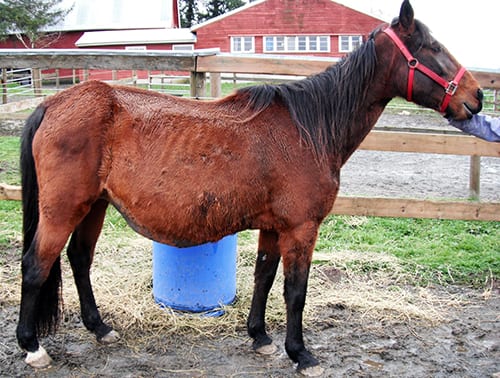 Pregnant Horse