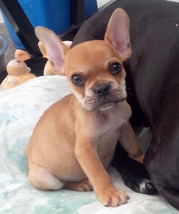 English bulldog mixed with a best sale french bulldog