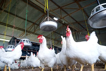 Cage-free may not mean what you think: BC SPCA cautions consumers