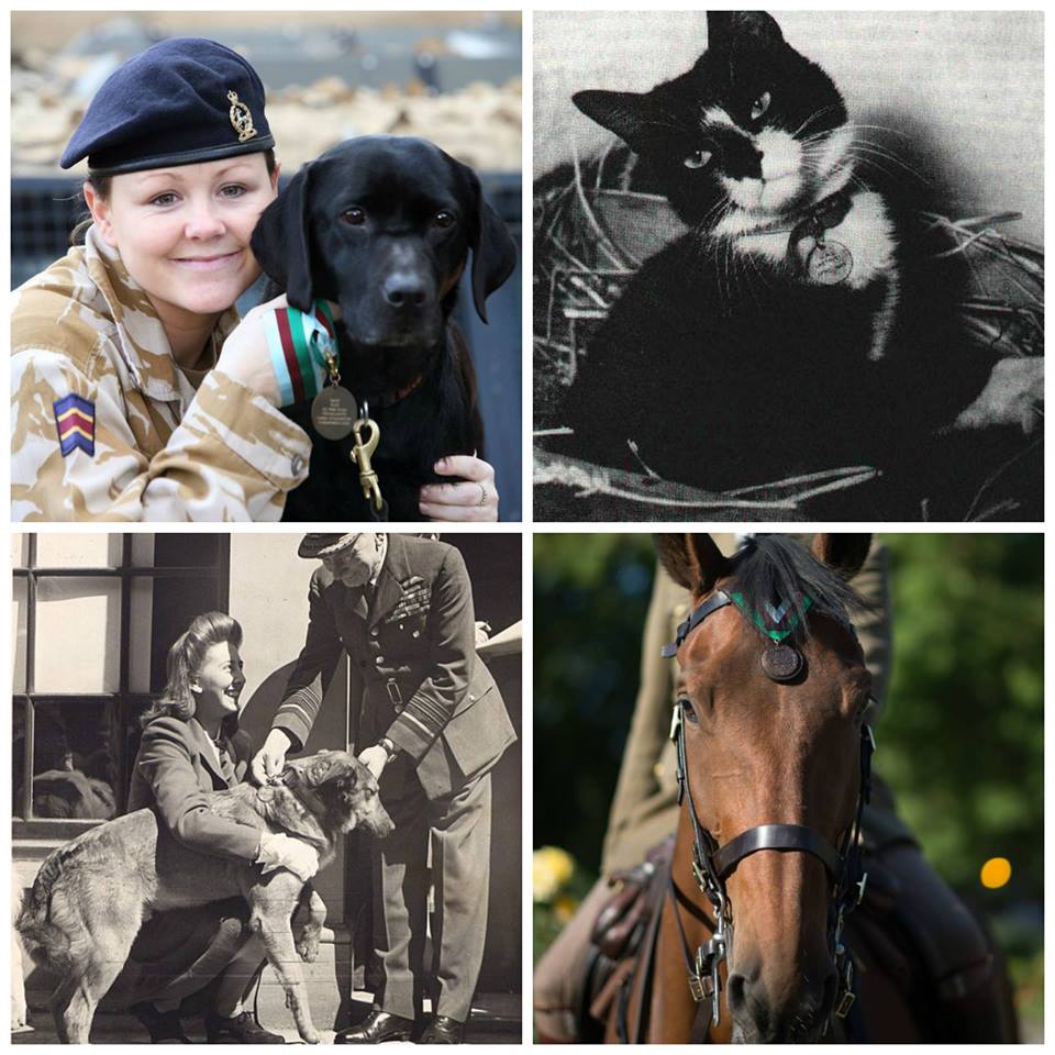 Remembrance Day: Animals Victims of War - Animal Alliance of Canada