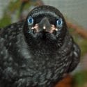 Northwestern crow fledgling blue eyes