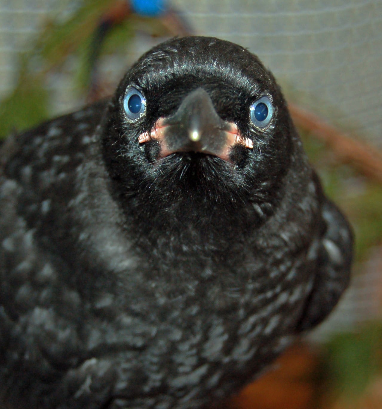 CawFully Close! Understanding Crow Nesting Season BC SPCA