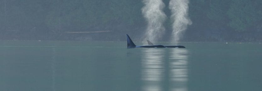 Wild orca swimming in ocean above water breathing