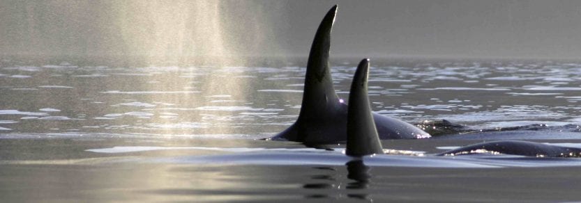 Wild orcas with dorsal fins out of water swimming on foggy day