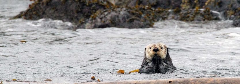 Wild otter swimming in the ocean near rocks with paws up to mouth