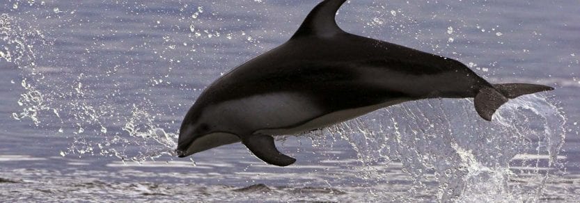 Wild pacific white sided dolphin jumping out of ocean