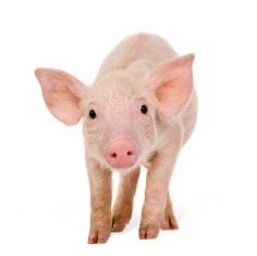 cute piglet